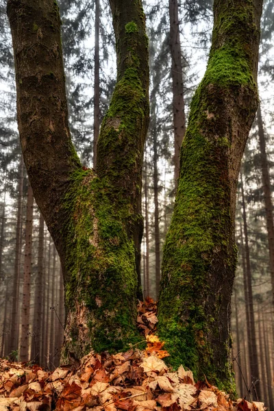秋の森の木の幹の苔 — ストック写真