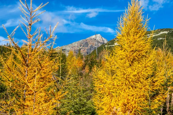 Żółty Modrzew Kolorowym Lesie Jesiennym Wierzchołkiem Krivan Tle Tatrach Wysokich — Zdjęcie stockowe