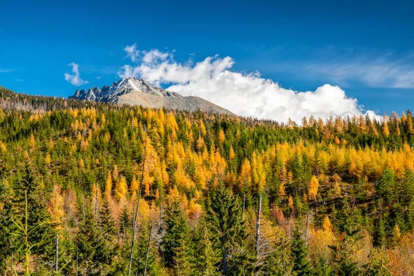 Jesienny Las Żółtymi Drzewami Iglastymi Śnieżnym Szczytem Koncista Tle Wysokie — Zdjęcie stockowe