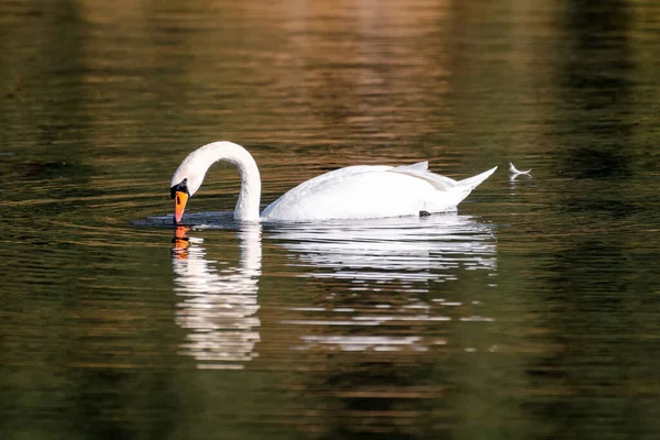 One Lonely Mute Swan Floating Lake Drink Water — Stock Photo, Image