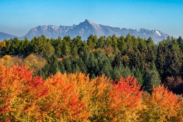 Hösten Landskap Med Färgglada Träd Och Topp Krivan Från Höga — Stockfoto