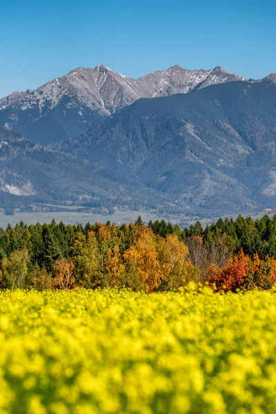 Kwitnące Pole Żółtymi Kwiatami Wysokimi Górami Tle Tatry Zachodnie Słowacji — Zdjęcie stockowe