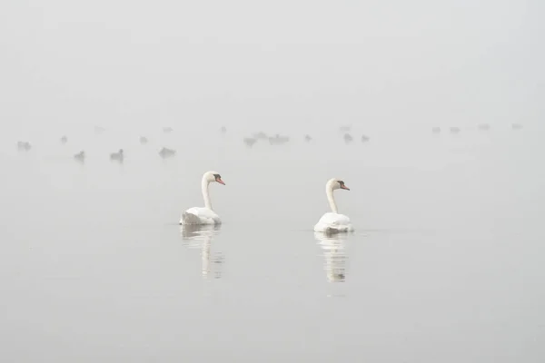 Pair Mute Swans Cygnus Olor Floating Mist Covered Lake — Stock Photo, Image