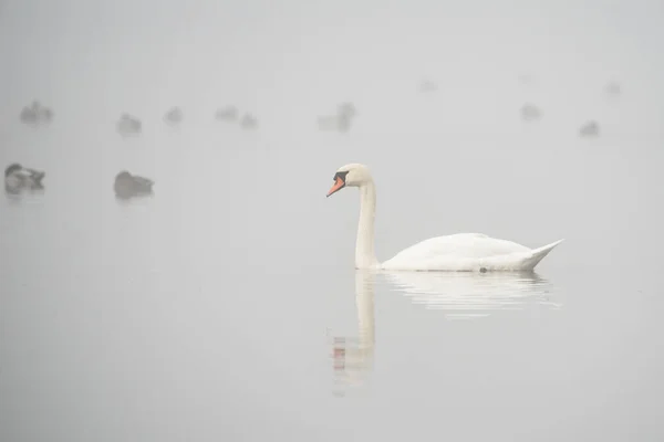 One Mute Swan Cygnus Olor Floating Fog Covered Lake — Stock Photo, Image