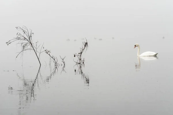 Einsamer Höckerschwan Cygnus Olor Auf Einem Nebligen See — Stockfoto