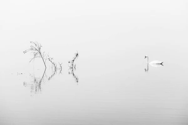 Самотній Німий Лебідь Cygnus Olor Туманному Озері — стокове фото