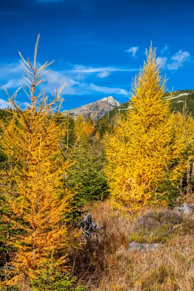 자리잡고 황색에 나무와 슬로바키아 의고트라 산맥의 봉우리 — 스톡 사진