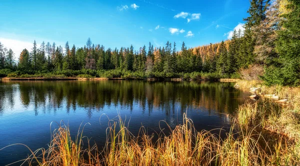 Jehličnaté Stromy Odrážející Klidné Vodní Hladině Jezera Modrá Obloha Pozadí — Stock fotografie