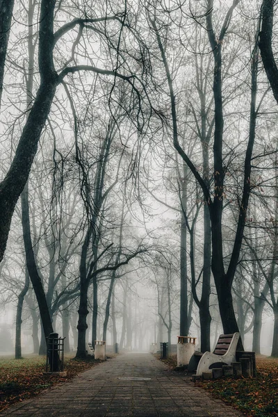 空の秋の公園で濃い霧 霧の朝 — ストック写真
