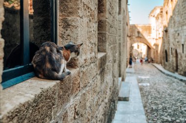 Ortaçağ Şövalyeleri 'nin penceresinde oturan kedi Yunanistan' ın Rodos adasındaki Rodos şehrinde Ippoton olarak adlandırılıyor.