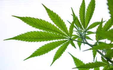 Marihuana beyaz arka planda kalır. Kenevir fabrikasını kapatın.