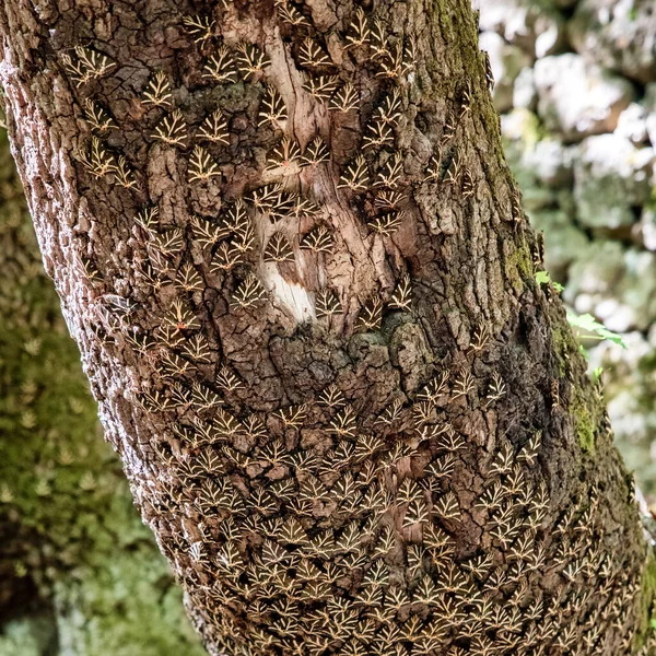 Muitos Buterflies Panaxia Tronco Árvore Vale Butterly Petaloudes Console Rhodes — Fotografia de Stock