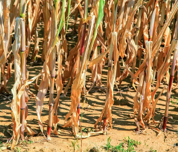 Suszone Uprawy Polu Rolniczym Pole Kukurydzy — Zdjęcie stockowe