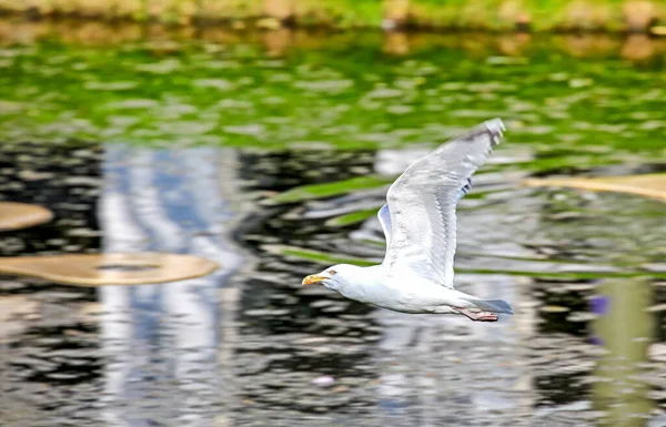 Flyvende Måge Vand Søen - Stock-foto