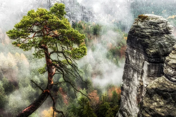 Ensamma Träd Och Klippformationer Bakgrunden Saxon Schweiz Nationalpark Tyskland — Stockfoto