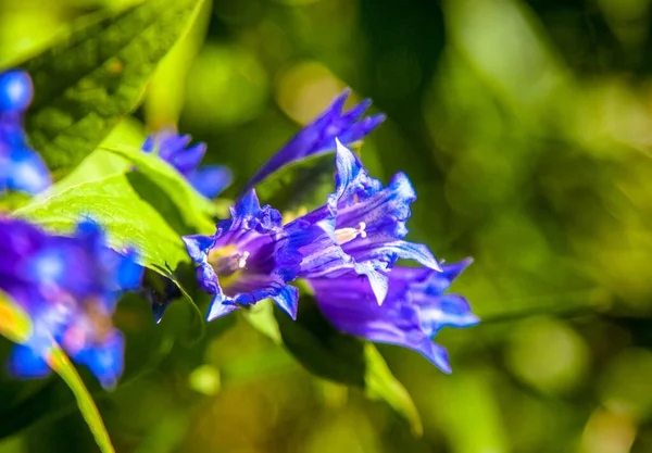Részlet Virágzó Kék Virág Zöld — Stock Fotó