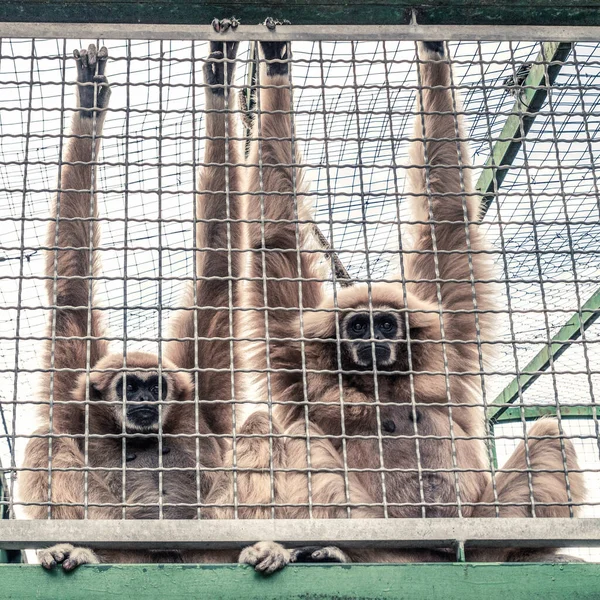 Two monkeys looking sadly from behind a cage. Animal rights concept