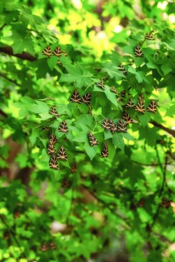 Buterflies Panaxia in Butterly valley, Petaloudes at Rhodes island in Greece