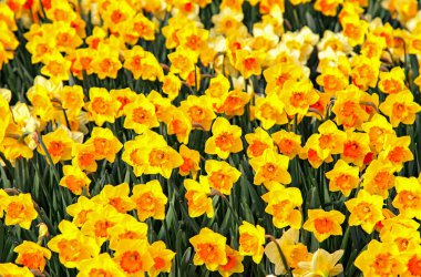 Yellow blooming flowers in the spring garden