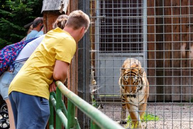 Spisska Nova Ves, Slovakia - July 28, 2022: People in front the tiger cage in Zoo clipart