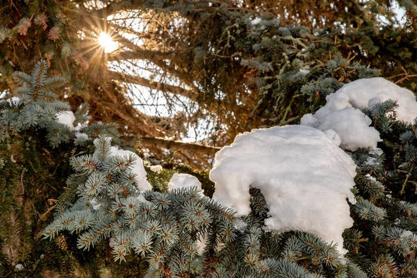 Ветви Деревьев Покрыты Снегом Солнечный Зимний День — стоковое фото