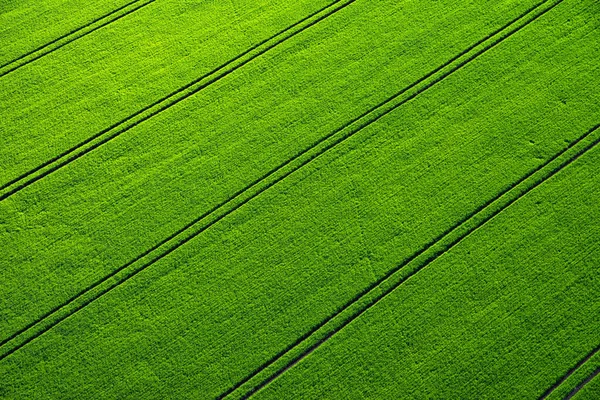Zielone Pole Wierszami Widok Góry Zdjęcie Drona — Zdjęcie stockowe