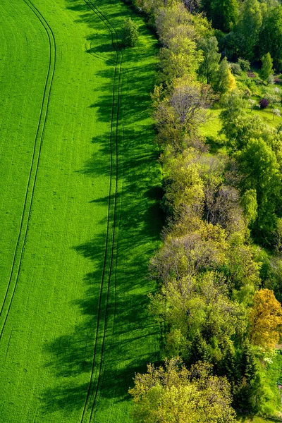 Shadows Trees Sunlight Side Light Aerial Drone Shot — Stock Photo, Image