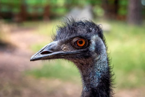 Fechar Cabeça Pescoço Emu — Fotografia de Stock