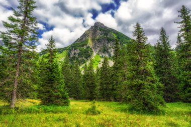 Slovakya 'nın yüksek Tatras dağlarındaki Koprova vadisinin arka planında yüksek tepelerdeki ladin ormanları