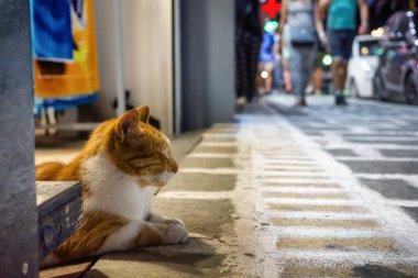 Yunan şehrinin merkezinde uyuyan kedi ve arka planda yürüyen insanlar. Yunanistan 'da gece hayatı