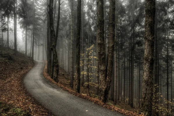 Асфальтовая Дорога Проходит Через Туманный Темный Сосновый Лес — стоковое фото