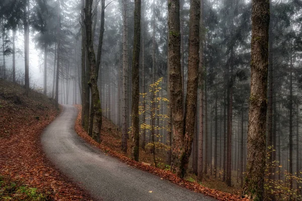 Aszfalt Megy Keresztül Egy Ködös Sötét Fenyőerdő — Stock Fotó