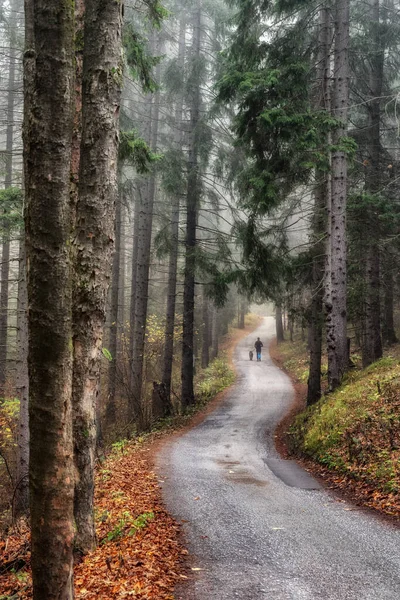 Man Running Dog Asphalt Road Autumn Forest — Stock Photo, Image