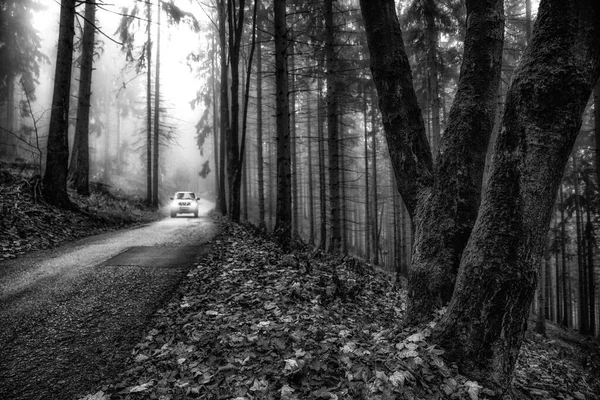 Foggy Dark Morning Autumn Forest Asphalt Road Black White Photography — Stock Photo, Image