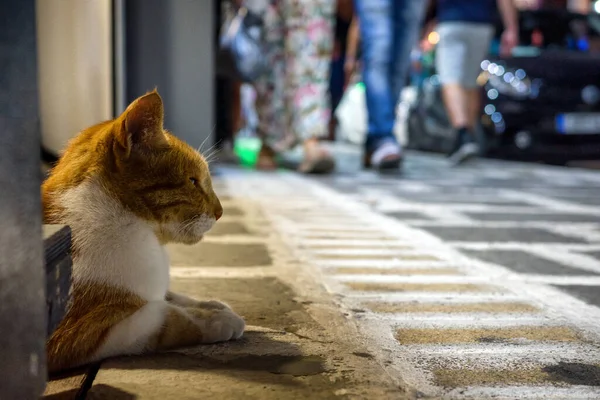 希腊旅游胜地的人行道上躺着一只猫 — 图库照片