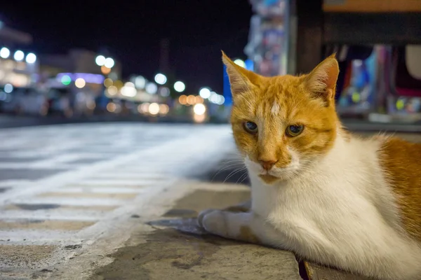 ギリシャの夜の観光地の中心に猫を寝そべって — ストック写真