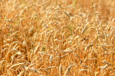 Mısır tarlasında mısır kulakları. Tarım kavramı