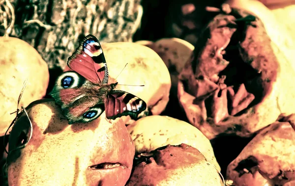 Piękny Motyl Jedzący Zepsute Jedzenie Pojęcie Ładnej Brzydkiej — Zdjęcie stockowe