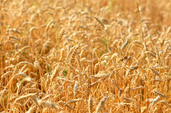 Uszy Kukurydzy Polu Kukurydzy Koncepcja Rolnictwa — Zdjęcie stockowe