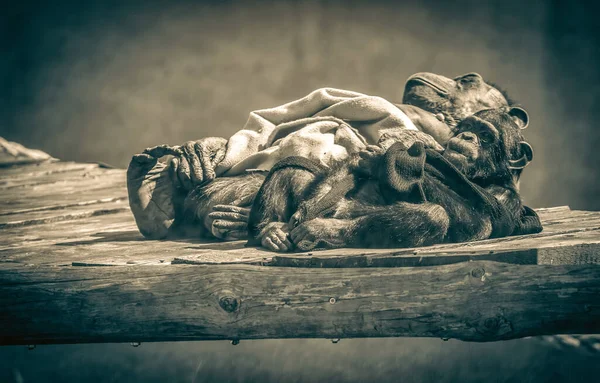 斯洛伐克布拉迪斯拉发动物园正在睡觉的猴子黑猩猩 — 图库照片