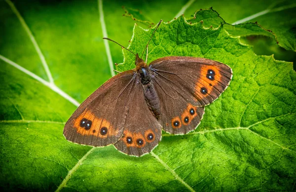 Papillon Sur Plante Verte Macro Photographie Hdr — Photo