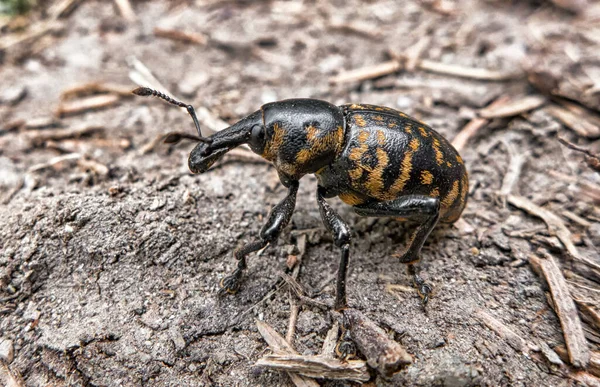 Escarabajo Caminando Vela Vista Cerca Hdr —  Fotos de Stock