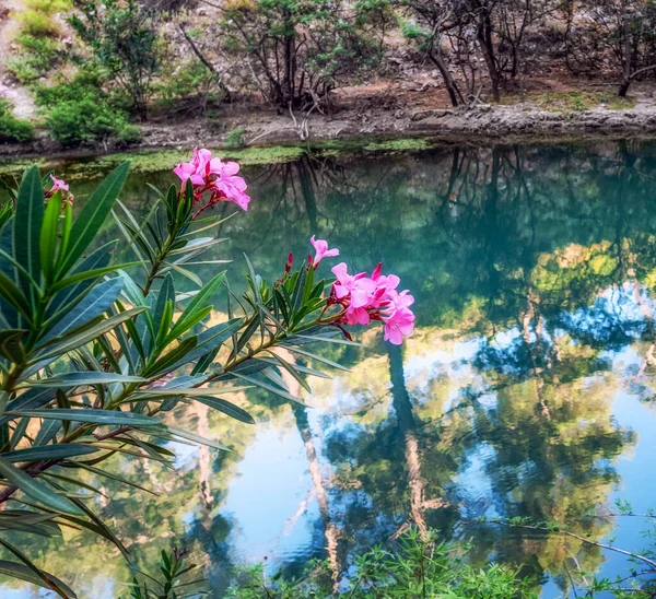 Flor Rosa Planta Floresta Com Lago Com Árvores Reflexão Opf — Fotografia de Stock