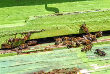 Arılar arı kovanından çıkıyor.