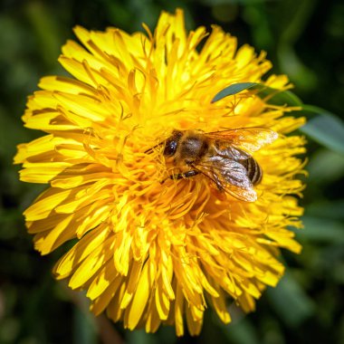 Baharda açan sarı karahindiba çiçeğinin üzerindeki arı.