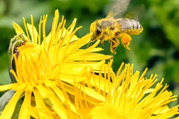 Bijen Met Stuifmeel Erop Gele Paardebloem Voorjaarsweide — Stockfoto