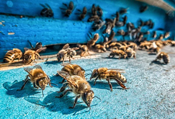 Mavi Arı Kovanından Çıkan Arılar — Stok fotoğraf