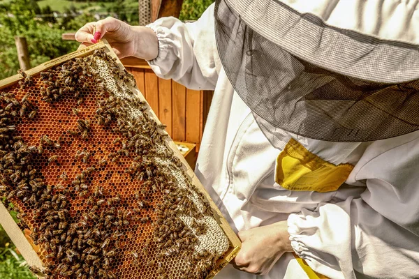 Včelař Bílém Obleku Svými Včelami — Stock fotografie