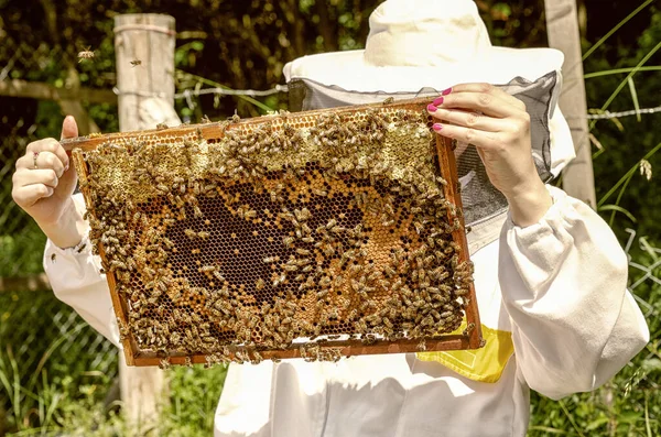 蜂の巣に蜂と養蜂家 — ストック写真