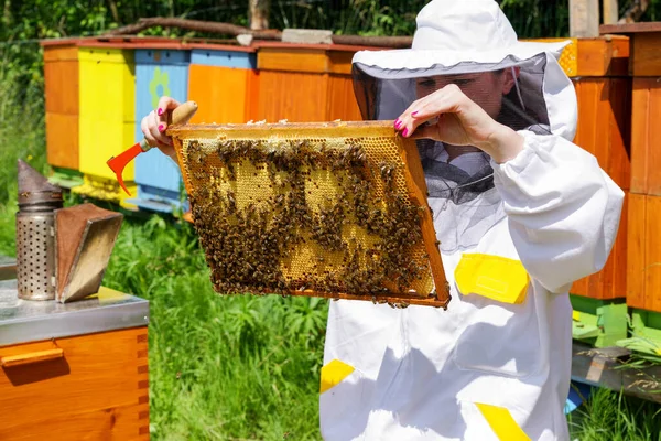 Peternak Lebah Dengan Lebah Sarang Lebah — Stok Foto